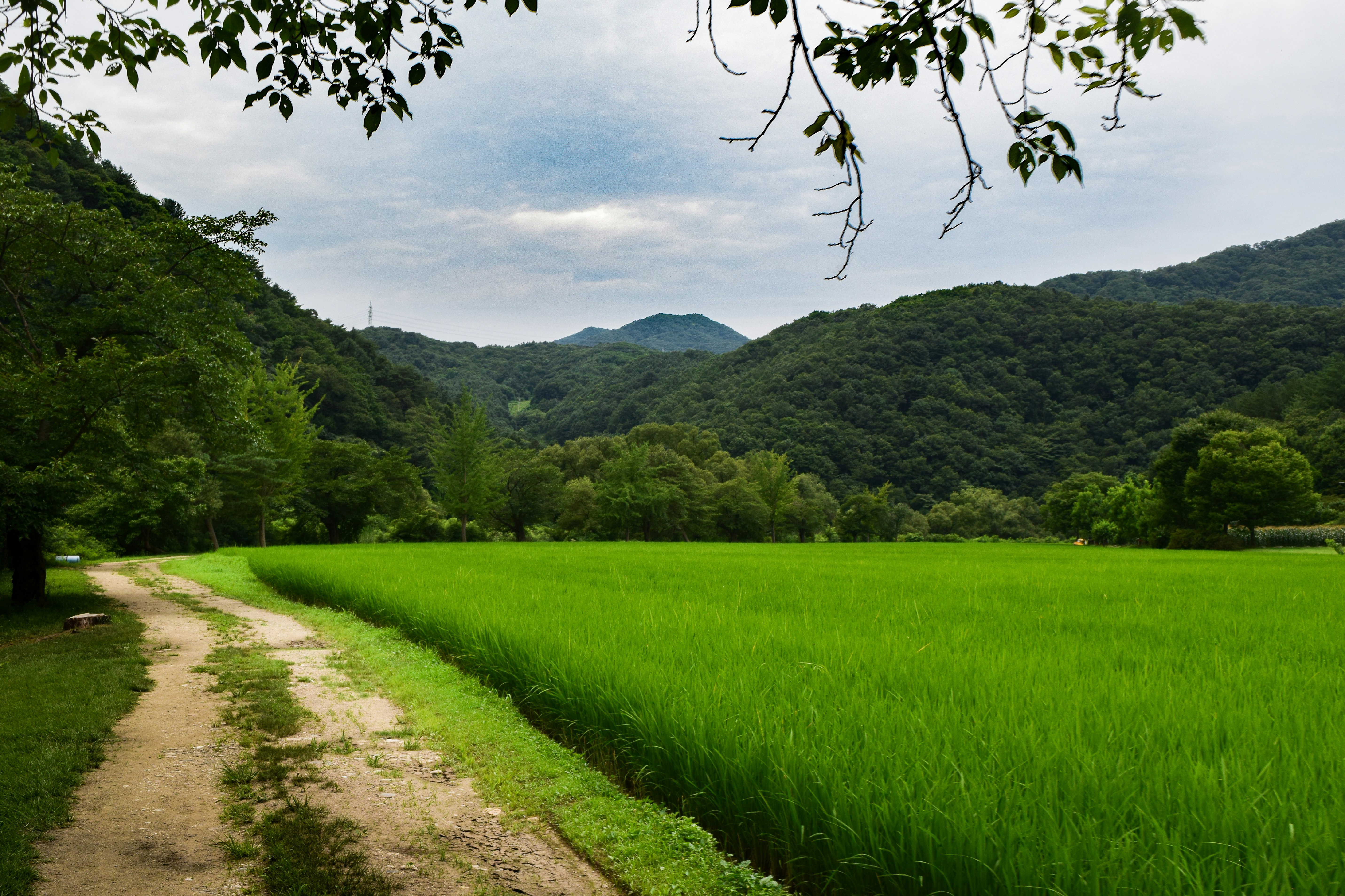 울창한 숲길을 따라 늘어선 자연휴양림의 아늑한 통나무집, 햇살이 부드럽게 스며드는 평화로운 풍경.