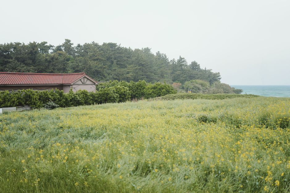 제주 항파두리 항몽 유적지나 혼인지의 아름다운 꽃밭 풍경